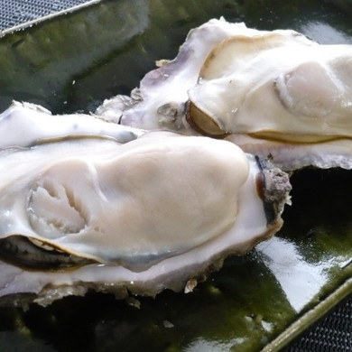北海道・活牡蠣（殻付き生食）仙鳳趾 特大４Lサイズ 10個
