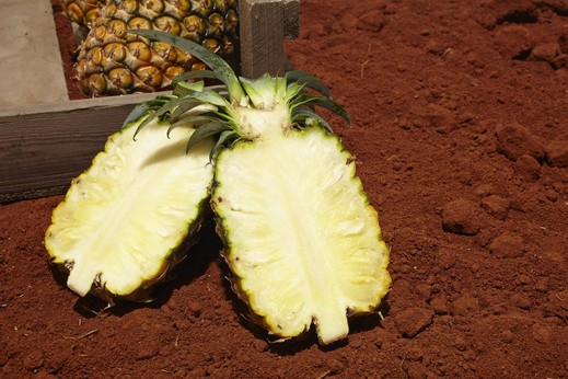 石垣島産 有機パイナップル・ハワイ種 約2.8kg（2～4玉）