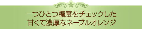 一つひとつ糖度をチェックした甘くて濃厚なネーブルオレンジ
