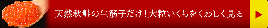 天然秋鮭の生筋子だけ！大粒いくらをくわしく見る