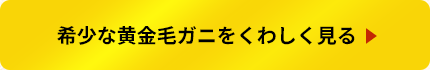 希少な黄金毛ガニをくわしく見る