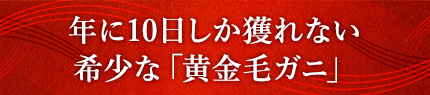 年に10日しか獲れない希少な「黄金毛ガニ」