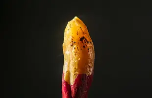 薪焼き密芋（まきやきみついも）1kgセットのサムネイル