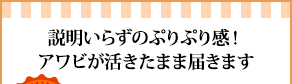 説明いらずのぷりぷり感！アワビが活きたまま届きます