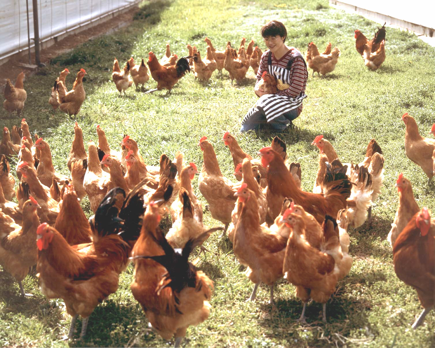 名古屋コーチンの鳥なべセット水郷のとりやさん