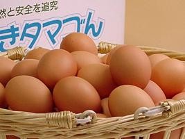 普段使い卵20個入