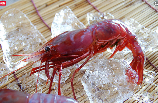 幻のぶどうえび 特大 300g