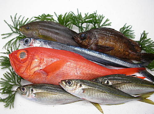 産地直送地魚お試しセット