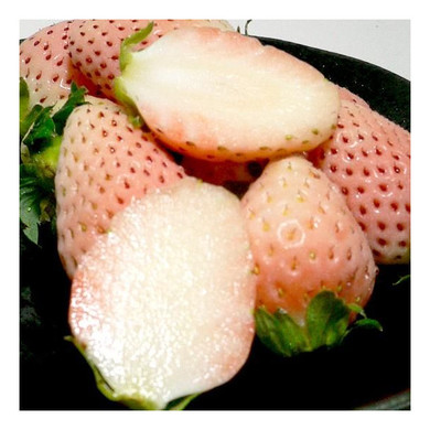 福岡産　博多　淡雪（あわゆき）イチゴ　大粒　12個前後入り化粧箱