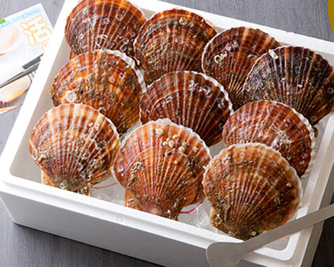 三陸産殻付活ホタテ 約2.5kg（11～17枚）帆立ナイフ・レシピ付
