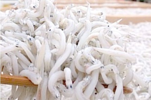 釜揚げしらすと天日干ししらすのセット
