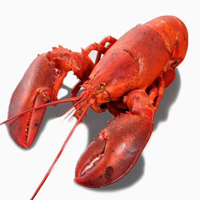 天然 活オマール海老（450ｇ）2尾セット 
