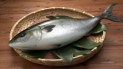 平戸なつ香ブリ（半身・真空パック・あら無し)1kg