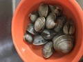 とっても大きいです