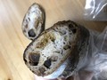 フィグ・エ・ノアの断面
