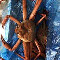大きなズワイ蟹