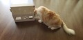 子猫ちゃん専用でした