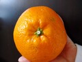 濃いオレンジ色でおいしそう！