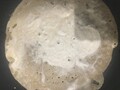 やきやき