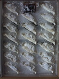 ふたを取った生餃子が並んでいる状態