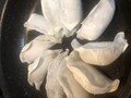 美味しく焼けるかな
