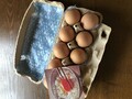 しっかり守られた卵達