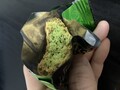 中まで鮮やかな抹茶！なクッキー