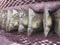 綺麗に並んでいます