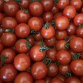 朝取れ絶品新鮮トマト