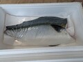 半身の大きさにびっくり