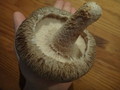 こんなに大きい！