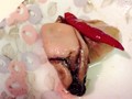 濃厚な牡蠣のオイル漬けです