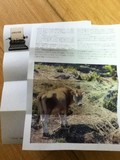 牛さんの写真入りで子どもたちも興味津々で読もうとしていました