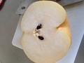 みずみずしさが伝わるといいのですが、、、
