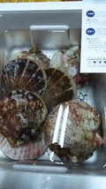 まるで海ごとのお取り寄せ！