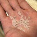 水につける前の状態。