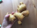 手のひら以上の大きいしょうが