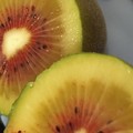 蜂蜜のようなさっぱりとしていて、甘くて不思議でした
