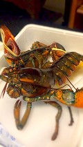 ガオー！！元気なオマール海老☆